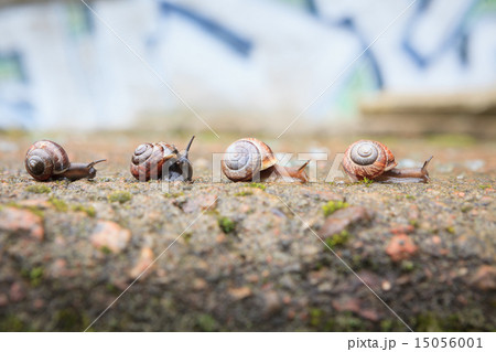 Group of small snails going forward 15056001