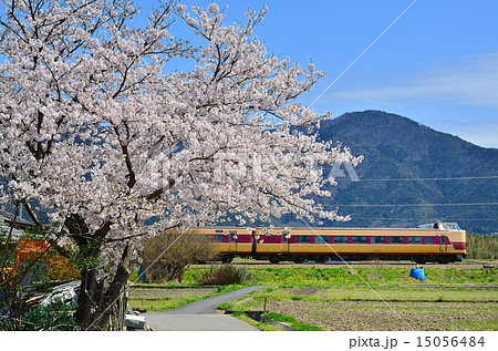 鉄道　列車　山陰本線　京都口　381系　桜　さくら　満開　花　 15056484