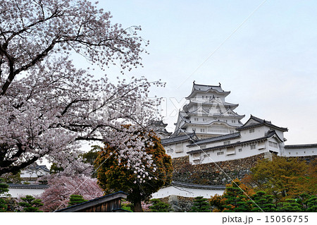 姫路城と桜 姫路城と桜 15056755