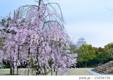 姫路城としだれ桜 姫路城としだれ桜 15056756