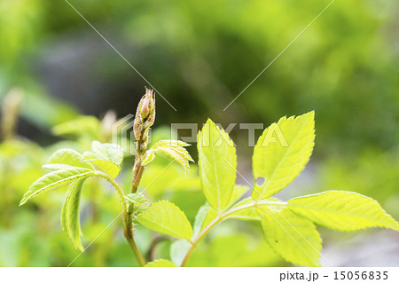 芽吹く野バラ 芽吹く野バラ 15056835