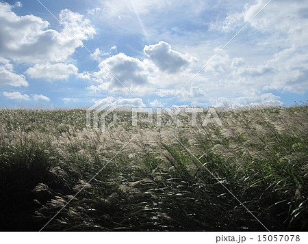 奈良県 室生 曽爾 倶留尊山 ススキ 高原 7 奈良県 室生 曽爾 倶留尊山 ススキ 高原 7 15057078