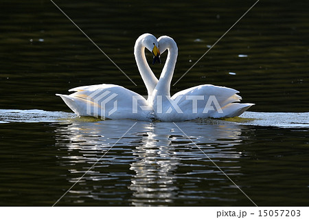 swanｓ love  15057203