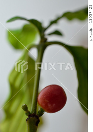 コーヒーの実　アラビカ　 15057423