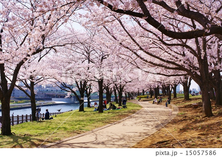 桜並木 15057586