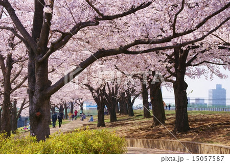 桜並木 桜並木 15057587
