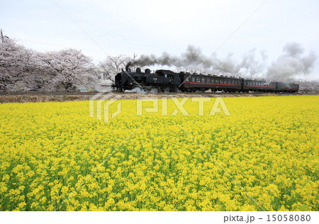 桜菜の花街道を走るSL列車 15058080