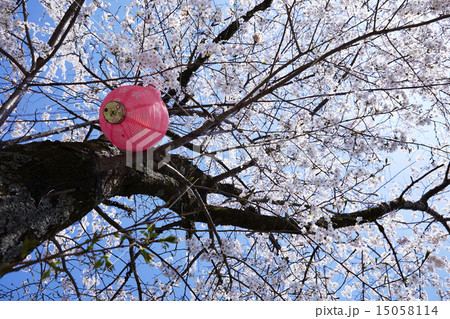家山桜トンネル 家山桜トンネル 15058114