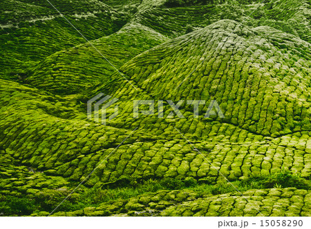 Tea plantation  15058290