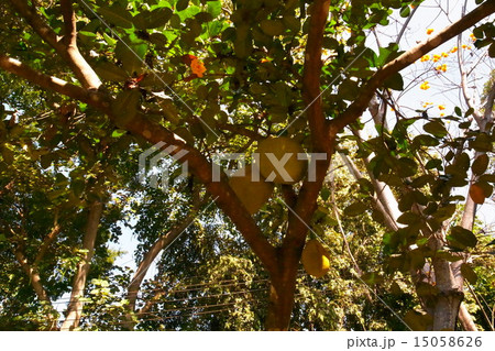大きな木の実 15058626