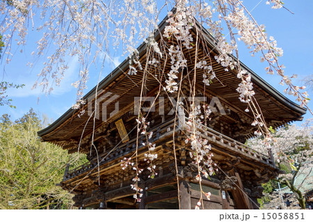 筑波山神社・随神門と桜 (茨城県つくば市) 筑波山神社・随神門と桜 (茨城県つくば市) 15058851