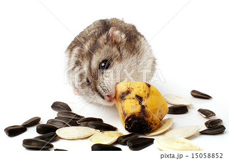 hamster holding a old banana. hamster holding a old banana. 15058852