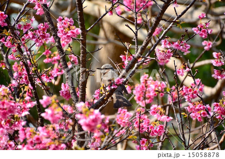 桜と小鳥 桜と小鳥 15058878