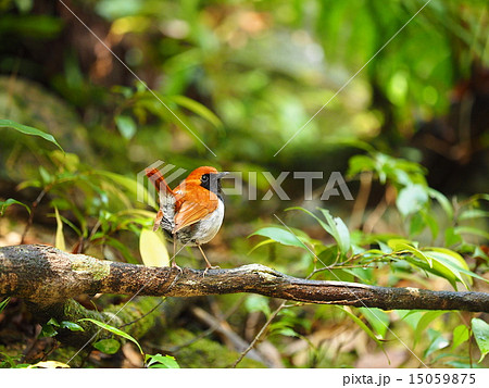 ホントウアカヒゲ ホントウアカヒゲ 15059875