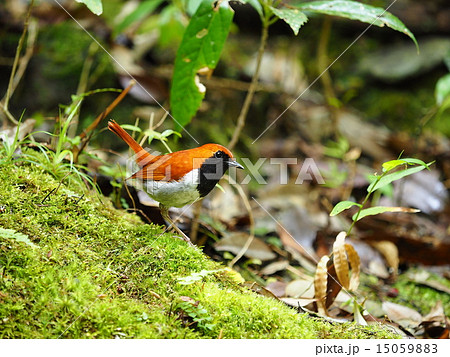 ホントウアカヒゲ 15059883