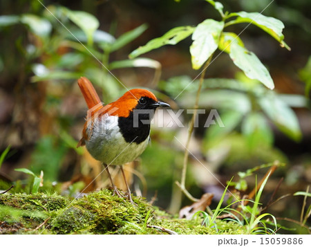 ホントウアカヒゲ 15059886