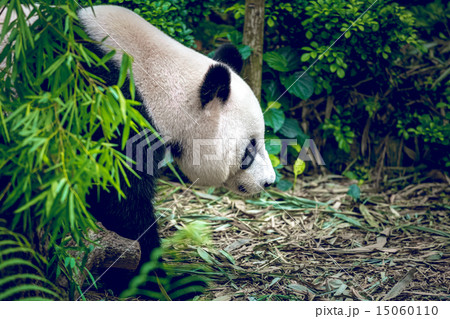 Giant panda 15060110