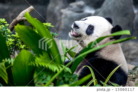 Giant panda 15060117