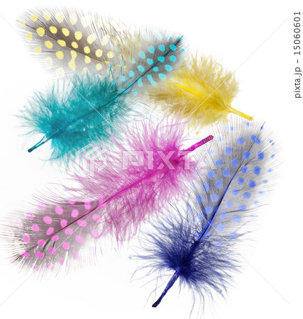 Guinea fowl feathers are painted in bright colors Guinea fowl feathers are painted in bright colors 15060601