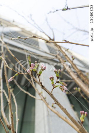 都会に咲く桜の蕾 都会に咲く桜の蕾 15060858