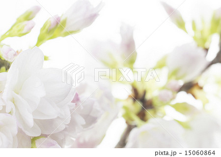 旭山桜 旭山桜 15060864
