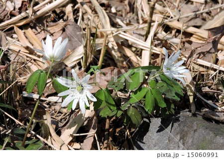 アズマイチゲ／片倉城跡公園 15060991