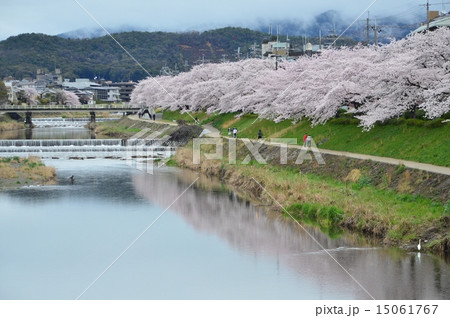 京都高野川の桜並木 15061767