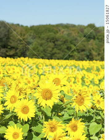 ヒマワリ 15061827