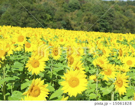 ヒマワリ 15061828