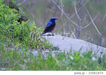 堤防沿いで羽を休めるイソヒヨドリ 15061874