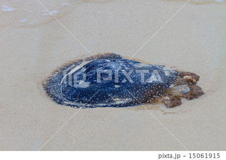 Jellyfish Stranded on the Beach. 15061915