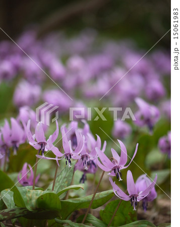 かたくり 15061983