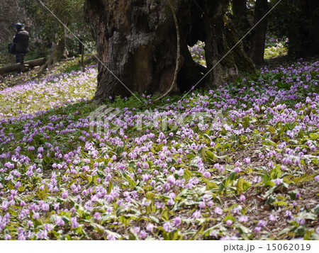 かたくり 15062019