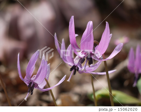 かたくり 15062020