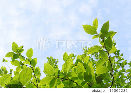 夏椿の新緑 15062282