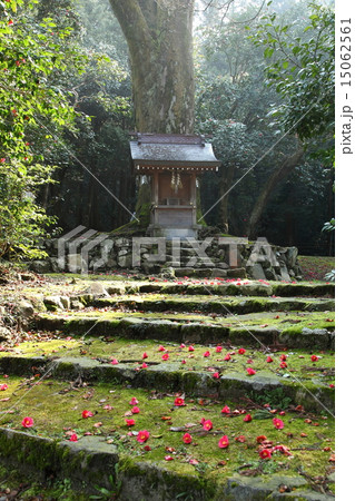 花尻の森のツバキ 花尻の森のツバキ 15062561