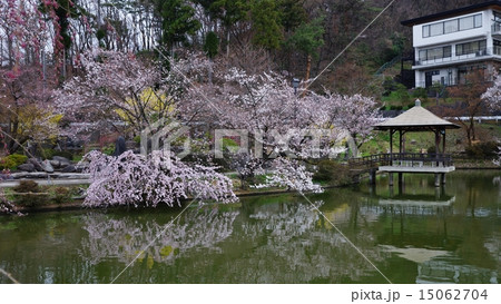 信州須坂臥竜公園桜 15062704