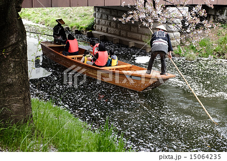桜の下の舟遊び　小江戸川越春の舟遊 15064235