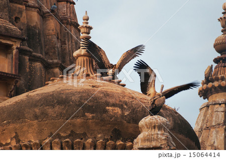 Indian Vultures on the roof of Cenotaphs in Orchha 15064414