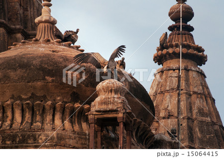 Indian Vultures on the roof of Cenotaphs in Orchha Indian Vultures on the roof of Cenotaphs in Orchha 15064415