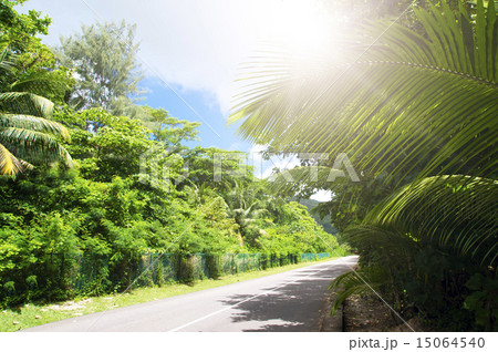 La Digue island, Seyshelles. Road in green jungle. 15064540