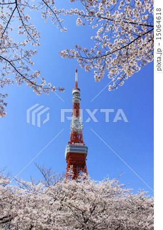 東京タワーと桜 東京タワーと桜 15064618