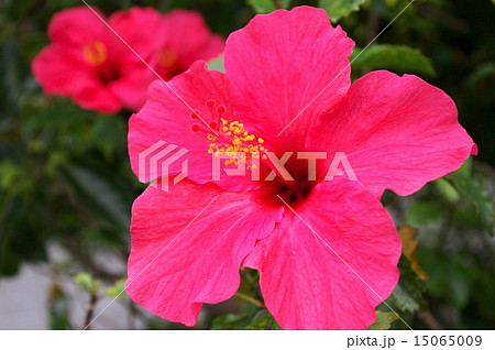 ハイビスカス 15065009