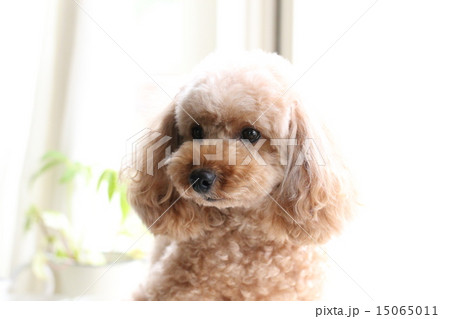 トイプードル「 15065011
