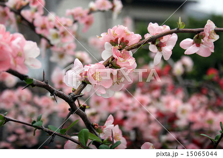 木瓜（ボケ）の花 ピンク 15065044