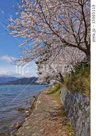 海津大崎の桜 15065119