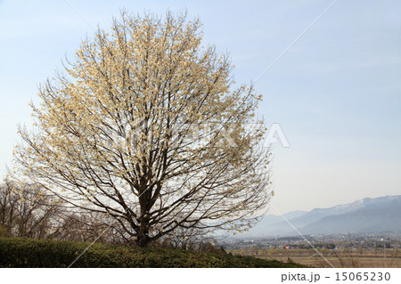 満開のコブシ 15065230
