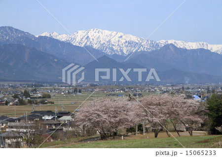 春の安曇野・桜と北アルプス 15065233