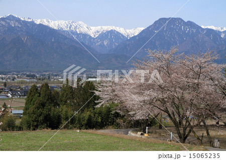 春の安曇野 桜と北アルプスの写真素材 15065235 Pixta