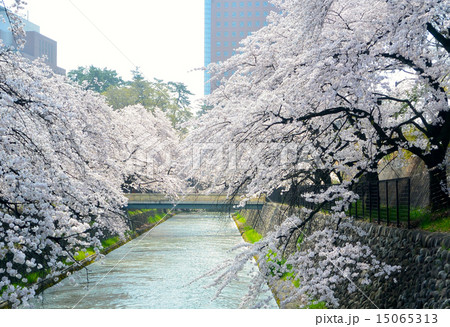 桜 15065313